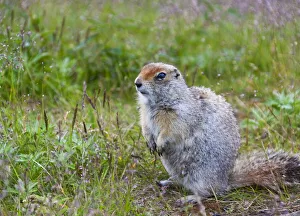 Russia Prints: Ground squirrel, Chukchi Peninsula, Russian Far East