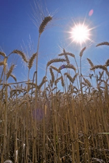 Images Dated 9th July 2010: A ground up view of a wheat field ready for harvest, Willamette Valley, Oregon, United