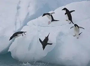 Images Dated 16th January 2009: A group of adelie penguins leap off the edge of the iceberg they were resting