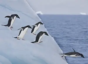 A group of adelie penguins leap off the edge of the iceberg they were resting