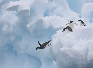 Images Dated 16th January 2009: A group of adelie penguins leap off the edge of the iceberg they were resting