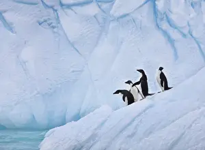 Images Dated 16th January 2009: A group of adelie penguins leap off the edge of the iceberg they were resting