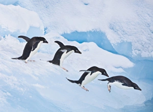 Images Dated 16th January 2009: A group of adelie penguins run towards the edge of the iceberg they are resting