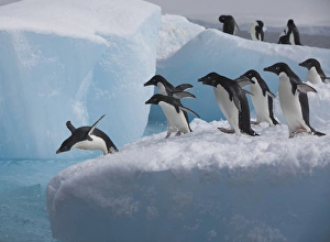 Images Dated 16th January 2009: A group of adelie penguins run towards the edge of the iceberg they are resting