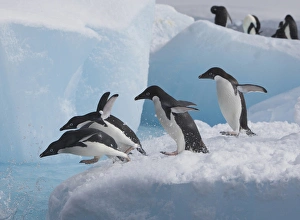 Images Dated 16th January 2009: A group of adelie penguins run towards the edge of the iceberg they are resting