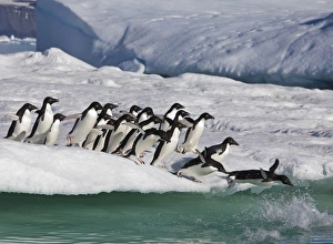 Images Dated 15th January 2009: A group of adelie penguins rush to the edge of an iceberg to jump into the sea, near