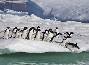Vega Island Prints: A group of adelie penguins rush to the edge of an iceberg to jump into the sea, near