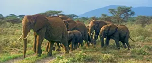 Safety Prints: Group of African Bush Elephants on the Move in Samburu National Reserve, Kenya