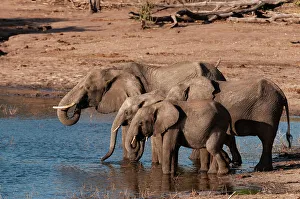 Kasane Prints: A group of African elephants, Loxodonta Africana