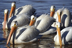Aquatic Prints: Group of Ameican White Pelicans, Summer Lake, National Wildlife Refige, Oregon, USA