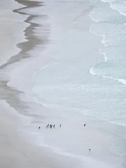 Images Dated 30th May 2019: Group on empty beach. Magellanic Penguin, Falkland Islands