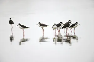 Migrating Prints: Group of Black-necked stilts standing together with reflection on water