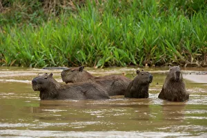 Mato Grosso Prints: A group of Capybara, Hydrochoerus Hydrochoerus