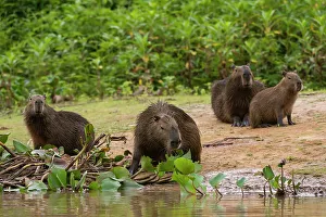 Mato Grosso Prints: A group of Capybara, Hydrochoerus Hydrochoerus