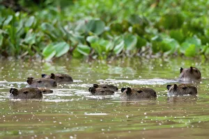 Mato Grosso Prints: A group of Capybaras, Hydrochoerus Hydrochoerus