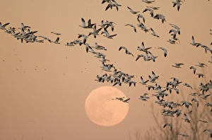 Geese Prints: A group of migratory snow geese, Grus canadensis, wintering in New Mexico, fly in