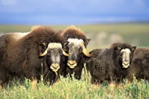 Oxen Prints: A group of muskoxen