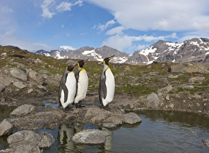 North Slope Prints: A group of penguins standing together on banks of Nigu River