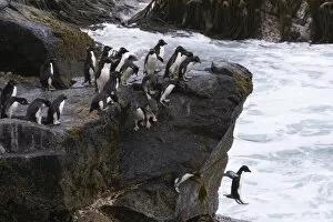 A group of Rockhopper penguins jump together into the surf from their rocky perch