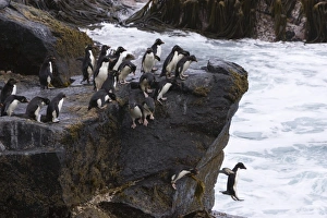 Images Dated 1st January 2006: A group of Rockhopper penguins jump together into the surf from their rocky perch
