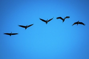San Antonio Prints: Group of five sandhill cranes flying at Bosque del Apache