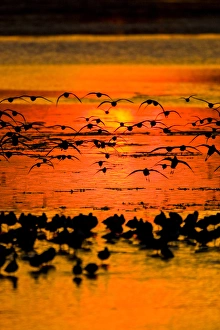 Watching Prints: A group of shorebirds fly in to join their kin in the shallow waters of J. N. Ding