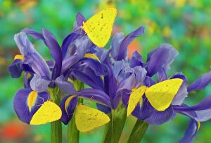 Images Dated 28th November 2005: Group of Sulphur Butterflies in the Phoebis family on Dutch Iris