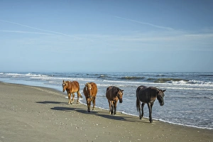 Images Dated 14th October 2012: A group of wild Spanish Mustangs of Corolla walking along the beach