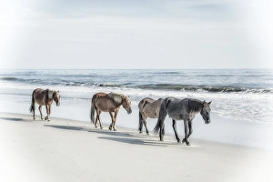 Mustang Prints: A group of wild Spanish Mustangs of Corolla walking along the beach