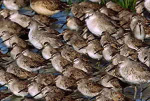 Willet Prints: A group of Willets (Catoptrophorus semipalmatus) and Dowitchers (Limnodromus)