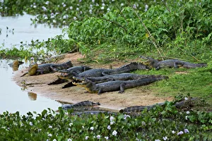 Mato Grosso Prints: Group of Yacare caiman, Caiman Crocodylus yacare