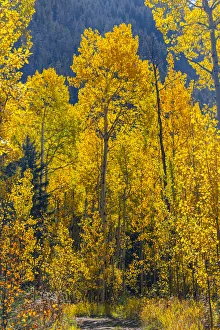 Hiking Trail Prints: Grouping of aspen trees on a trail, Colorado