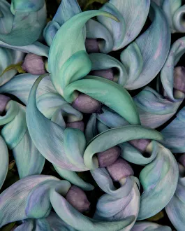 Maui Prints: Grouping flowers of the Jade Vine, Maui, Hawaii