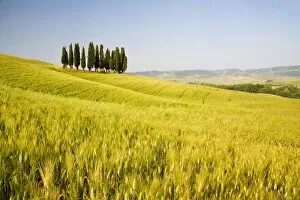 Images Dated 22nd May 2007: Grouping ofTuscan Cypress Trees In Wheat Field