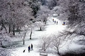 Arboretum Prints: Groups of people enjoying a walk in fresh snow at the Washington Park Arboretum in Seattle