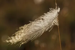 Blowing Prints: Grouse feather, stuck on grass stem