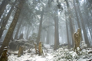 Images Dated 27th November 2004: Grouse Mountain, North Vancouver, British Columbia