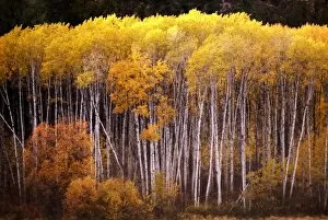 Grove of Aspen Trees