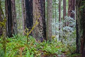 Prints of A grove of giant redwoods located in the Lady Bird Johnson Grove of the Redwood National Park Images Dated 2019 January: A grove of giant redwoods located in the Lady Bird Johnson Grove of the Redwood National