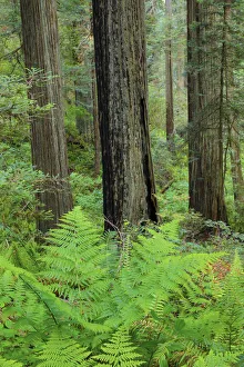 Grove of redwoods, Damnation Creek Trail, Del Norte Coast Redwoods State Park, California