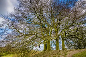 Megalithic Prints: A grove of trees at Avebury, UK, a major Neolithic and medieval site
