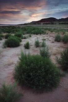 Growth in the dry lakebed of Lake Meredith National Recreation Area, Alibates Flint