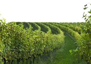 Gsing Am Wagram Prints: Gsing am Wagram, Lower Austria, Austria - Vineyard with trees and grapes. Horizontal shot
