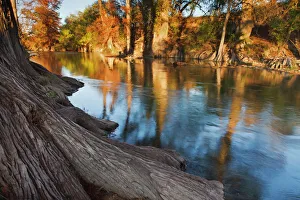 Bald Cypress Prints: Guadalupe River, Texas hill country, autumn