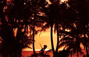 Images Dated 2030: Guam USA Territory palms and sunset near Hagatna capital