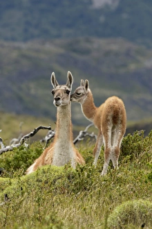 Chile Prints: Guanaco and baby (Lama guanaco), Andes Mountain, Torres del Paine National Park, Chile