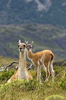 Guanaco and baby (Lama guanaco), Andes Mountain, Torres del Paine National Park, Chile