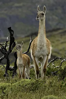 Lama Guanicoe Prints: Guanaco and baby (Lama guanaco), Andes Mountain, Torres del Paine National Park, Chile
