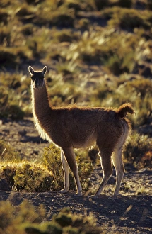 Altiplano Prints: Guanaco (Lama guanicoe) backlight in the evening, Chile