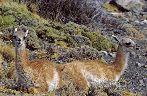 Andes Prints: Guanaco (Lama guanicoe) two calf, Chile